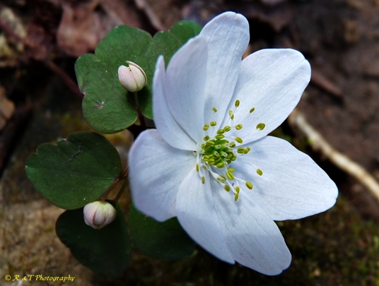 {Thalictrum thalictroides}
